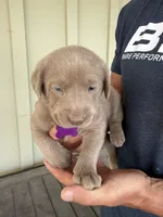 Purple, a male Labrador Retriever for sale in Scottsboro, AL – 2 of 7
