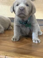 Green, a male Labrador Retriever for sale in Scottsboro, AL – 3 of 7