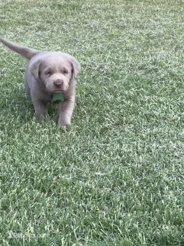 Green – Labrador Retriever puppy for sale in Scottsboro, AL