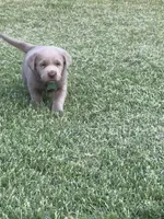 Green, a male Labrador Retriever for sale in Scottsboro, AL – 1 of 7