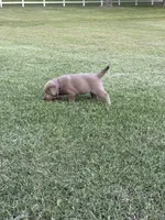 Purple, a male Labrador Retriever for sale in Scottsboro, AL – 7 of 7