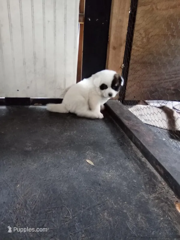 Chunkira – Akita puppy for sale in Lake Wales, FL