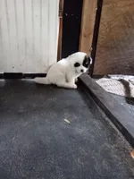 Chunkira, a female Akita for sale in Lake Wales, FL – Photo 1 of 2