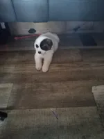 Chunkira, a female Akita for sale in Lake Wales, FL – 3 of 5