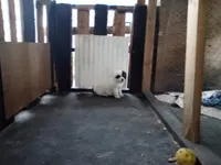 Chunkira, a female Akita for sale in Lake Wales, FL – Photo 2 of 2