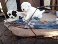 Chunkira, a female Akita for sale in Lake Wales, FL – Photo 4 of 4