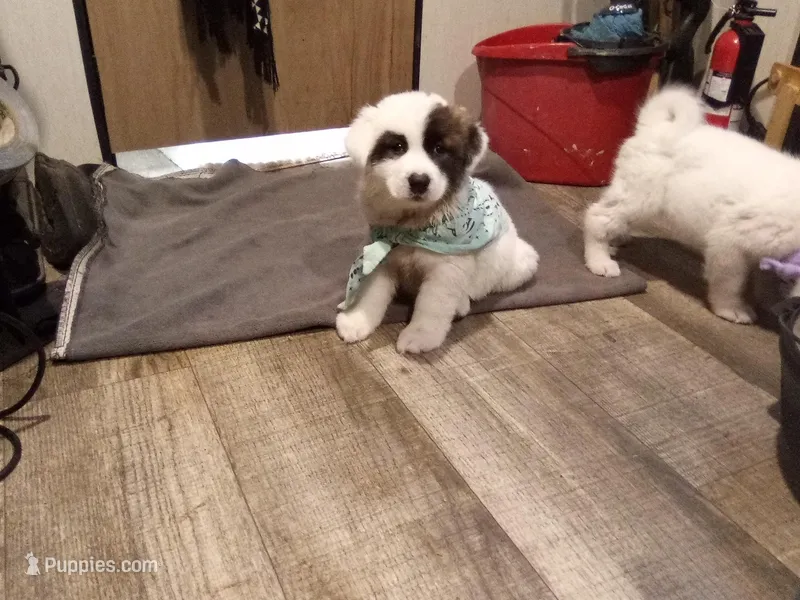 Chunkira – Akita puppy for sale in Lake Wales, FL