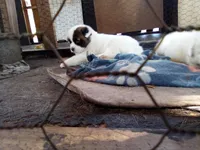 Chunkira, a female Akita for sale in Lake Wales, FL – Photo 3 of 4