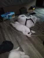 Chunkira, a female Akita for sale in Lake Wales, FL – 3 of 5