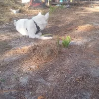 Snow White, a female Akita for sale in Lake Wales, FL – Photo 3 of 6