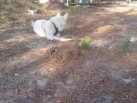 Snow White, a female Akita for sale in Lake Wales, FL – Photo 3 of 6