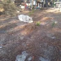 Snow White, a female Akita for sale in Lake Wales, FL – Photo 5 of 6