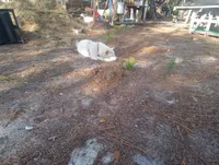 Snow White, a female Akita for sale in Lake Wales, FL – Photo 5 of 6