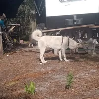 Snow White, a female Akita for sale in Lake Wales, FL – Photo 6 of 6