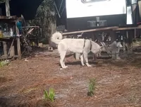 Snow White, a female Akita for sale in Lake Wales, FL – Photo 6 of 6