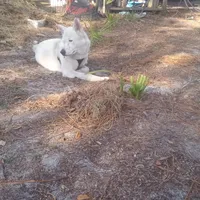 Snow White, a female Akita for sale in Lake Wales, FL – Photo 1 of 6