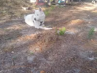 Snow White, a female Akita for sale in Lake Wales, FL – Photo 1 of 6