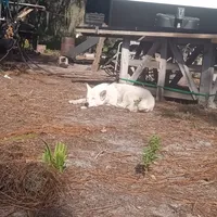 Snow White, a female Akita for sale in Lake Wales, FL – Photo 2 of 6