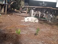 Snow White, a female Akita for sale in Lake Wales, FL – Photo 2 of 6