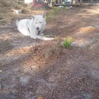 Snow White, a female Akita for sale in Lake Wales, FL – Photo 4 of 6