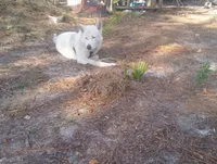 Snow White, a female Akita for sale in Lake Wales, FL – Photo 4 of 6
