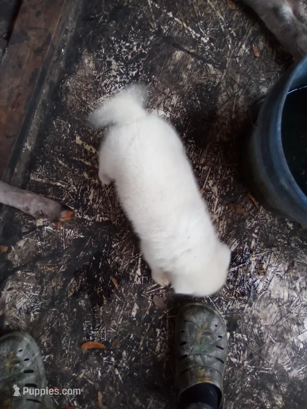 Becky – Akita puppy for sale in Lake Wales, FL