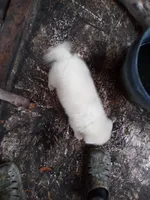 Becky, a female Akita for sale in Lake Wales, FL – Photo 1 of 2