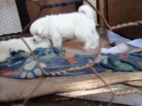 Becky, a female Akita for sale in Lake Wales, FL – Photo 1 of 6