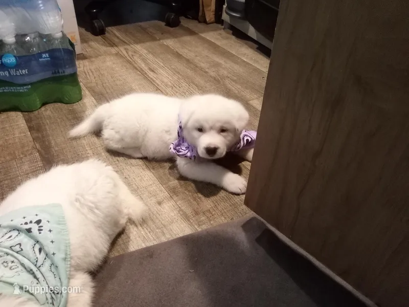 Becky – Akita puppy for sale in Lake Wales, FL