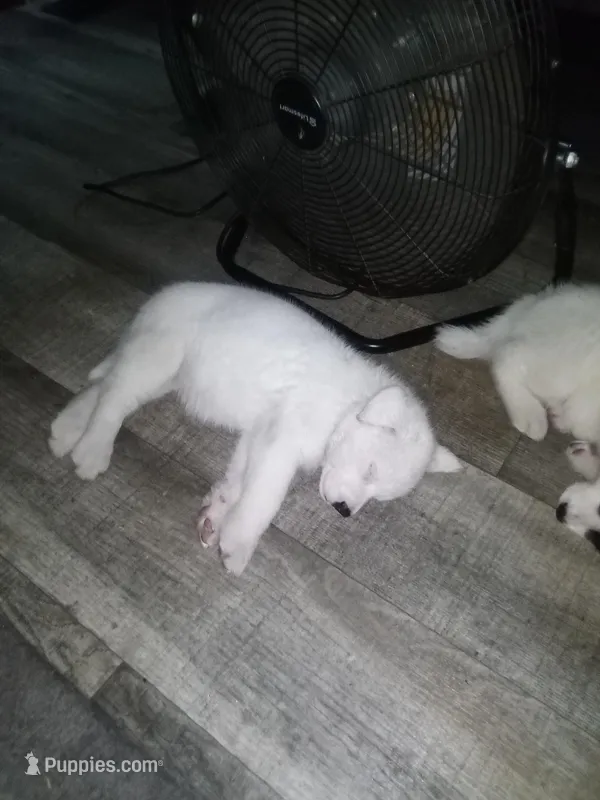 Becky – Akita puppy for sale in Lake Wales, FL