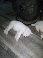 Becky, a female Akita for sale in Lake Wales, FL – 4 of 7