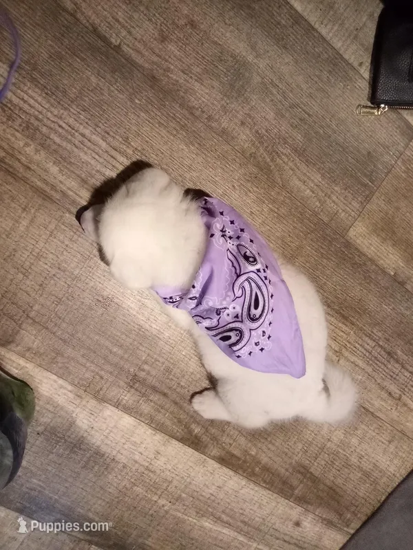 Becky – Akita puppy for sale in Lake Wales, FL