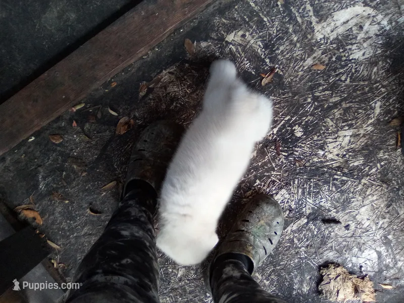 Becky – Akita puppy for sale in Lake Wales, FL