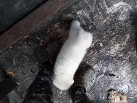 Becky, a female Akita for sale in Lake Wales, FL – Photo 4 of 6