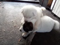 Becky, a female Akita for sale in Lake Wales, FL – Photo 5 of 6