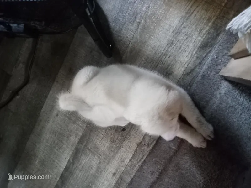 Becky – Akita puppy for sale in Lake Wales, FL