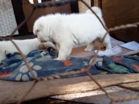 Becky, a female Akita for sale in Lake Wales, FL – Photo 6 of 6