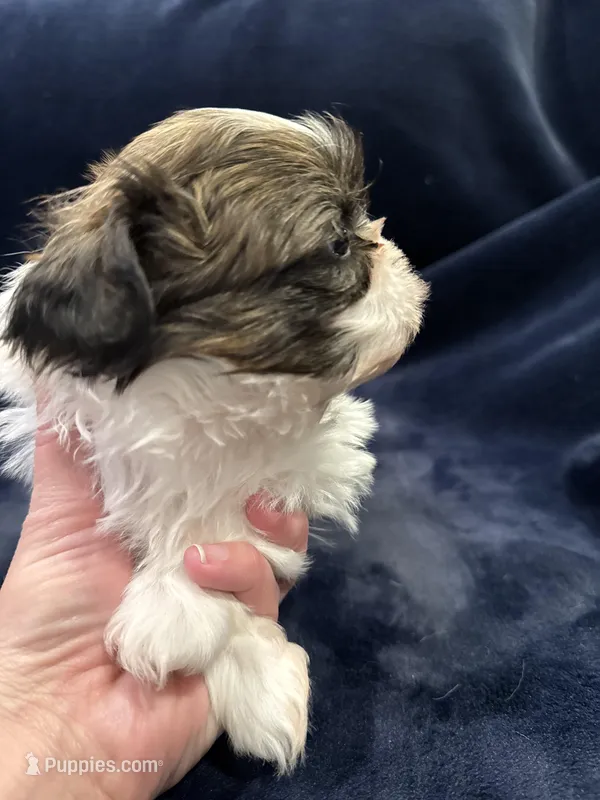 Boy 2 – Shih Tzu puppy for sale in Beaverdam, VA