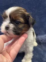 Boy 2, a male Shih Tzu for sale in Beaverdam, VA – Photo 3 of 9