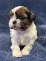 Boy 2, a male Shih Tzu for sale in Beaverdam, VA – Photo 4 of 9