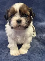 Boy 2, a male Shih Tzu for sale in Beaverdam, VA – Photo 2 of 9