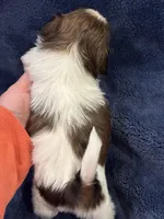 Boy 2, a male Shih Tzu for sale in Beaverdam, VA – Photo 9 of 9