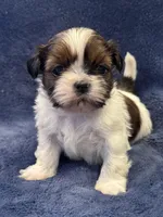 Boy 2, a male Shih Tzu for sale in Beaverdam, VA – Photo 6 of 9