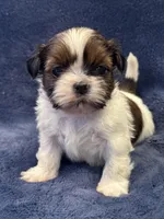 Boy 2, a male Shih Tzu for sale in Beaverdam, VA – Photo 5 of 9