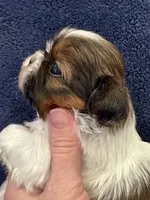 Boy 2, a male Shih Tzu for sale in Beaverdam, VA – Photo 1 of 9