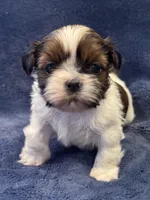 Boy 2, a male Shih Tzu for sale in Beaverdam, VA – Photo 7 of 9