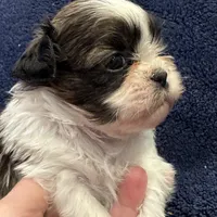 Boy 3, a male Shih Tzu for sale in Beaverdam, VA – Photo 1 of 10