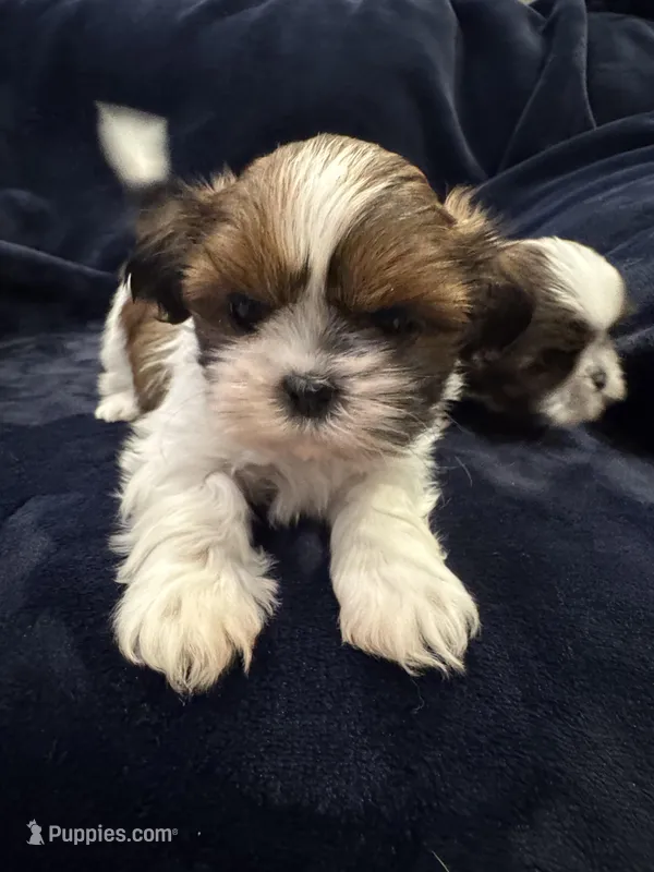 Boy 3 – Shih Tzu puppy for sale in Beaverdam, VA
