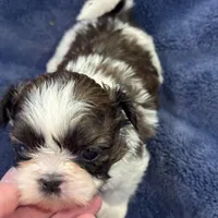 Boy 3, a male Shih Tzu for sale in Beaverdam, VA – Photo 3 of 10