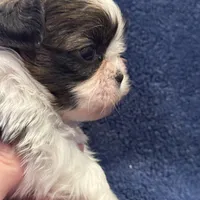 Boy 3, a male Shih Tzu for sale in Beaverdam, VA – Photo 7 of 10